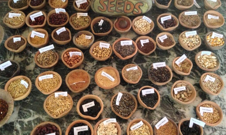 Seed Collection. Image Source Navdanya International: Seed Freedom