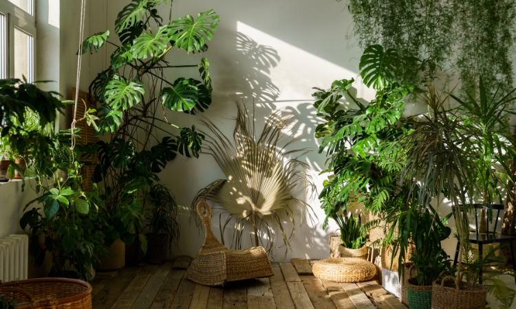 looking towards the back wall of a room with light pouring in from the windows and lots of large house plants and a stylish modern wicker chair and wicker meditation seat on wooden floors