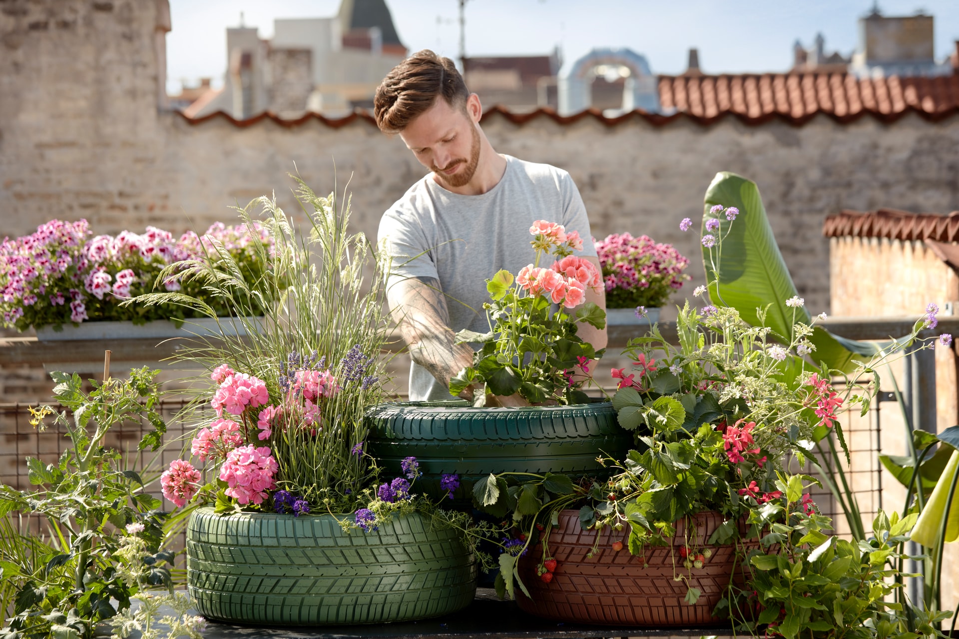 Pelargoniums For Europe Ahflp2qkrxc Unsplash