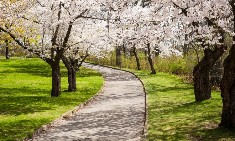 Blossoms At Spring